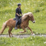 verkaufsschau-burrishof-2017-22