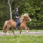 verkaufsschau-burrishof-2017-23