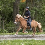 verkaufsschau-burrishof-2017-24