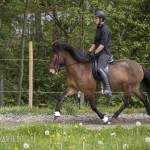 verkaufsschau-burrishof-2017-25