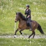 verkaufsschau-burrishof-2017-26