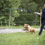 verkaufsschau-burrishof-2017-27