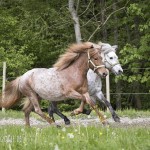 verkaufsschau-burrishof-2017-29
