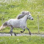 verkaufsschau-burrishof-2017-30