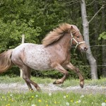 verkaufsschau-burrishof-2017-31