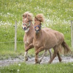 verkaufsschau-burrishof-2017-32