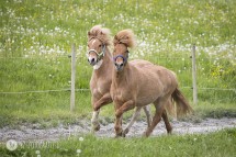 verkaufsschau-burrishof-2017-32