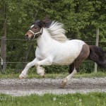 verkaufsschau-burrishof-2017-33