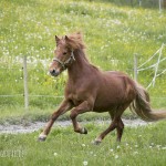 verkaufsschau-burrishof-2017-34