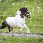 verkaufsschau-burrishof-2017-35