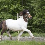 verkaufsschau-burrishof-2017-36