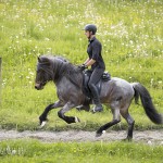 verkaufsschau-burrishof-2017-39