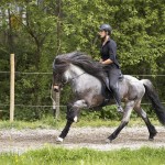 verkaufsschau-burrishof-2017-40