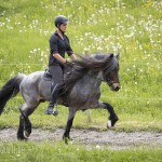 verkaufsschau-burrishof-2017-47