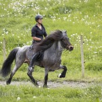 verkaufsschau-burrishof-2017-51